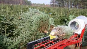 Siatkowanie choinek na plantacji jodły kaukaskiej