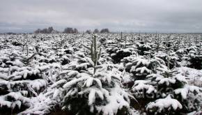 Plantacja choinek zimą