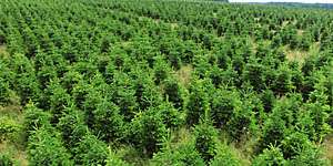 Besuchen Sie unsere Plantage! Besuchen Sie unsere Plantage!