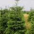 Nordmann Fir STANDARD, cut 170-220cm