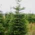 Nordmann Fir STANDARD, cut 220-270cm