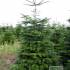 Nordmann Fir EXTRA, cut 250-300cm