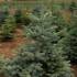 Blue spruce in the pot 100-120cm EXTRA