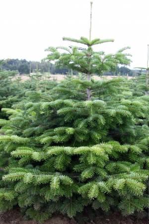 Nordmann Fir PRIMA, cut 100-125cm