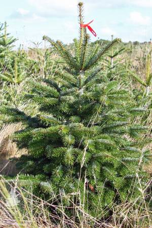 Nordmann Fir PRIMA in the pot 100-125 cm