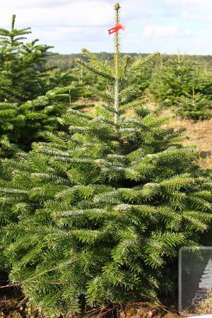 Nordmann Fir PRIMA in the pot 100-125 cm