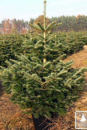 Nordmann Fir PRIMA in the pot 100-125 cm