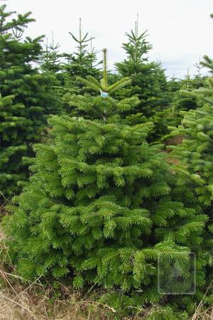 Nordmann Fir PRIMA in the pot 125-150 cm