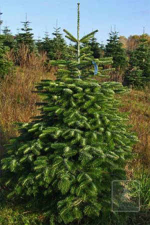 Jodła Kaukaska STANDARD cięta 100-175cm