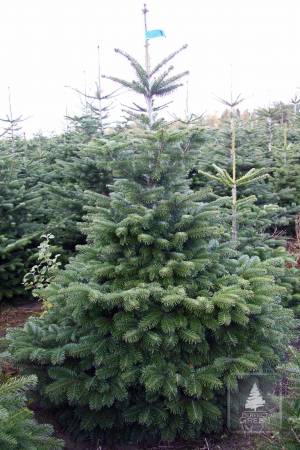 Nordmann Fir EXTRA, cut 150-200cm