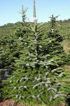 Nordmann Fir EXTRA, cut 150-200cm