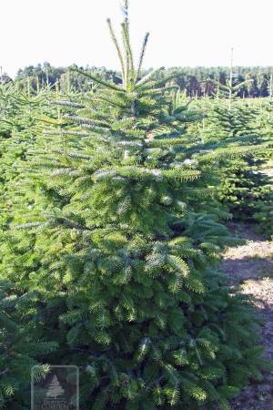 Nordmann Fir EXTRA, cut 150-200cm