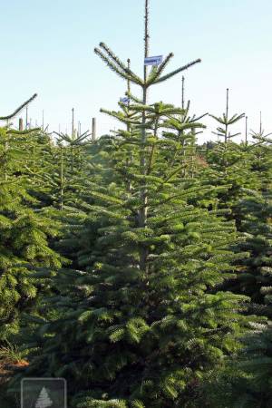 Nordmann Fir EXTRA, cut 150-200cm