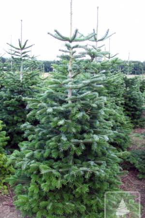 Nordmann Fir STANDARD, cut 170-220cm