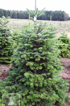 Nordmann Fir STANDARD, cut 170-220cm