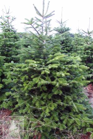 Nordmann Fir STANDARD, cut 170-220cm