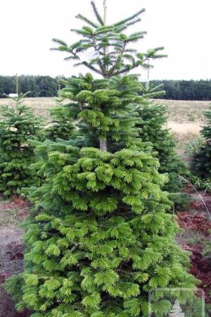 Nordmann Fir STANDARD, cut 170-220cm