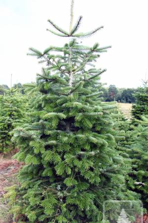 Nordmann Fir STANDARD, cut 170-220cm