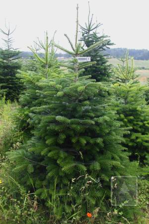 Nordmann Fir EXTRA, cut 150-200cm