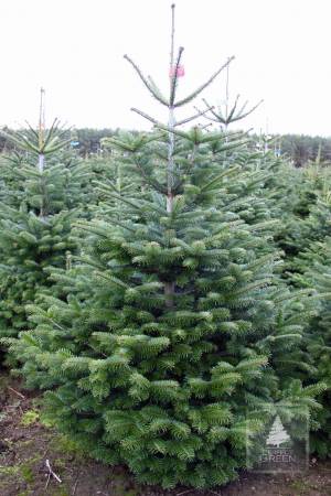 Nordmann Fir PRIMA, cut 175-200cm