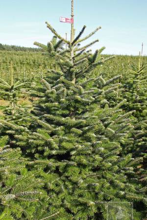 Nordmann Fir PRIMA, cut 175-200cm