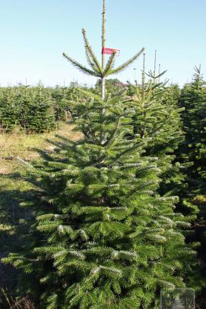 Nordmann Fir PRIMA, cut 175-200cm