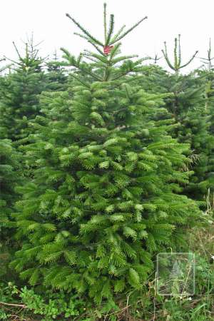 Jodła Kaukaska EXTRA cięta 175-200cm