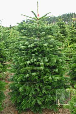 Jodła Kaukaska EXTRA cięta 175-200cm