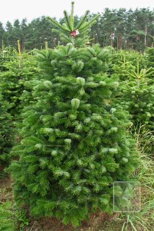 Jodła Kaukaska EXTRA cięta 175-200cm