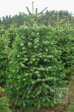 Jodła Kaukaska EXTRA cięta 175-200cm