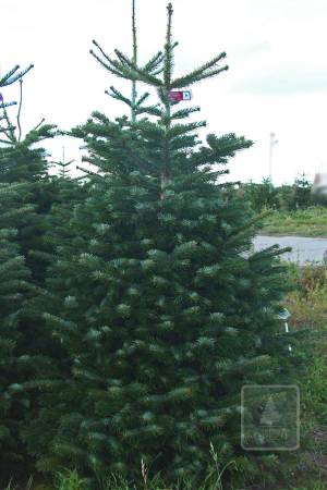 Nordmann Fir PRIMA, cut 175-200cm