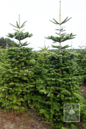 Nordmann Fir STANDARD, cut 170-220cm