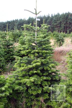 Nordmann Fir STANDARD, cut 170-220cm