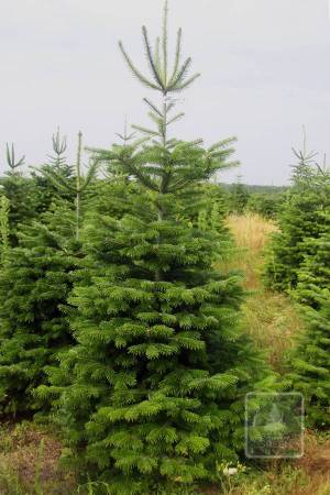 Nordmann Fir STANDARD, cut 170-220cm