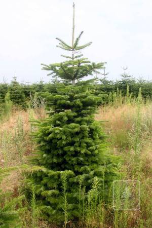 Nordmann Fir STANDARD, cut 170-220cm