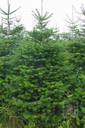 Nordmann Fir STANDARD, cut 170-220cm