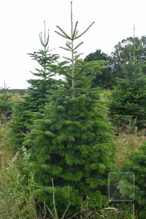 Nordmann Fir STANDARD, cut 170-220cm