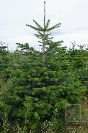 Nordmann Fir STANDARD, cut 170-220cm