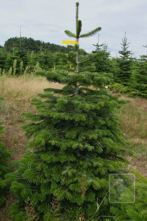 Nordmann Fir STANDARD, cut 170-220cm