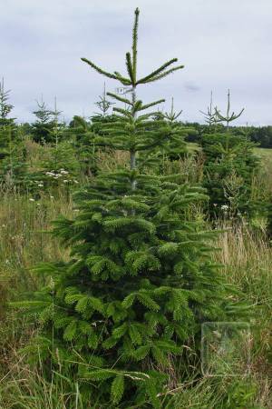 Nordmann Fir STANDARD, cut 170-220cm