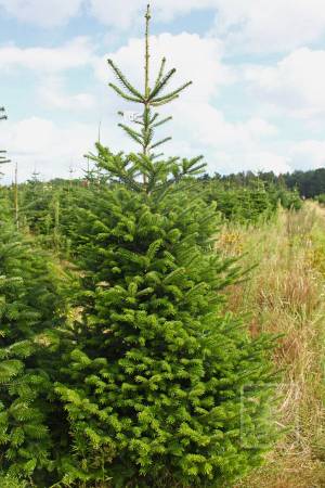 Nordmann Fir STANDARD, cut 170-220cm