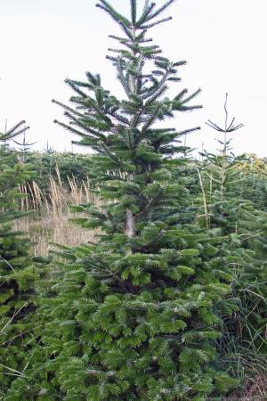 Nordmann Fir MARKET, cut 190-280cm