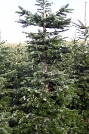 Nordmann Fir MARKET, cut 190-280cm