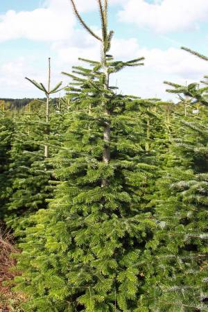 Nordmann Fir MARKET, cut 190-280cm