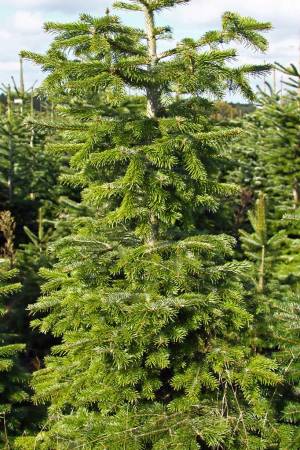 Nordmann Fir MARKET, cut 190-280cm