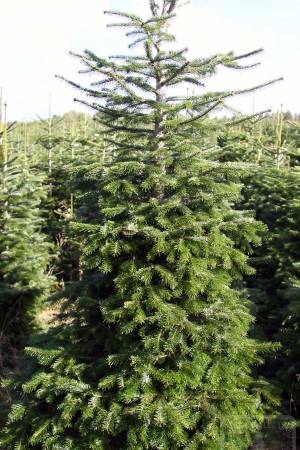 Nordmann Fir MARKET, cut 190-280cm