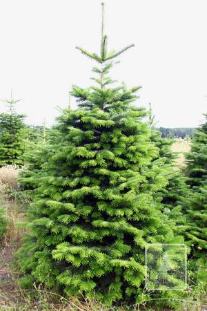 Nordmann Fir PRIMA, cut 200-250cm