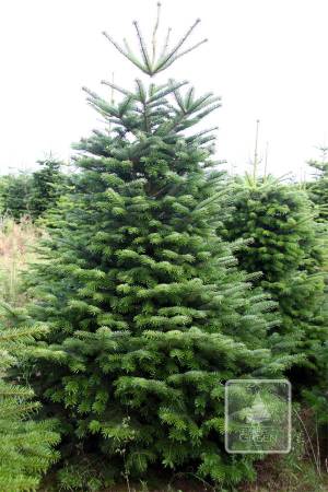 Nordmann Fir PRIMA, cut 200-250cm