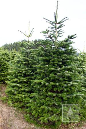 Nordmann Fir EXTRA, cut 200-250cm