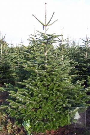 Nordmann Fir EXTRA, cut 200-250cm